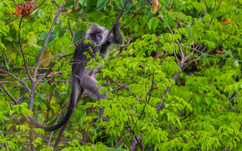 Silvered leaf monkey on tree
